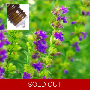 Hyssop