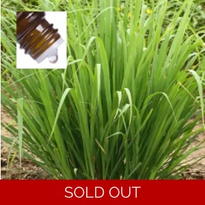 Lemongrass