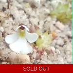 Pinguicula immaculata Pinguicula immaculata