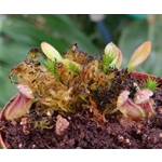 Cephalotus follicularis TYPICAL