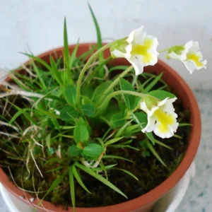 Other Pinguicula