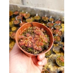 Drosera x tokaiensis