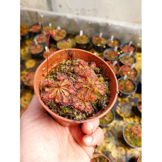 Drosera x tokaiensis