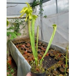 Sarracenia x harperi