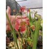 Sarracenia x excellens (S. leucophylla x minor var. okeefenokeensis)