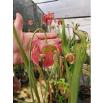 Sarracenia x excellens (S. leucophylla x minor var. okeefenokeensis)