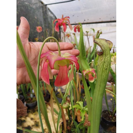 Sarracenia x excellens (S. leucophylla x minor var. okeefenokeensis)