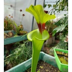 Sarracenia flava var. rugelii F120B MS