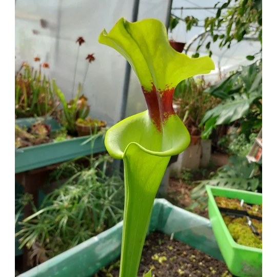 Sarracenia flava var. rugelii F120B MS