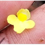 Utricularia subulata
