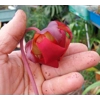 Sarracenia x readii 'FARNHAMII'
