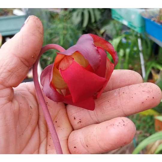 Sarracenia x readii 'FARNHAMII'