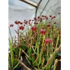 Sarracenia rubra subsp. gulfensis