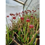 Sarracenia rubra subsp. gulfensis
