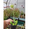 Sarracenia purpurea subsp. purpurea f. heterophylla