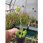 Sarracenia purpurea subsp. purpurea f. heterophylla