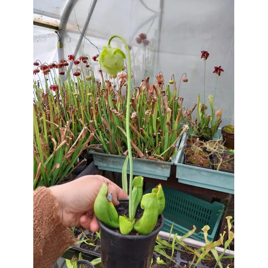 Sarracenia purpurea subsp. purpurea f. heterophylla