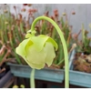 Sarracenia purpurea subsp. purpurea f. heterophylla