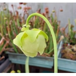 Sarracenia purpurea subsp. purpurea f. heterophylla