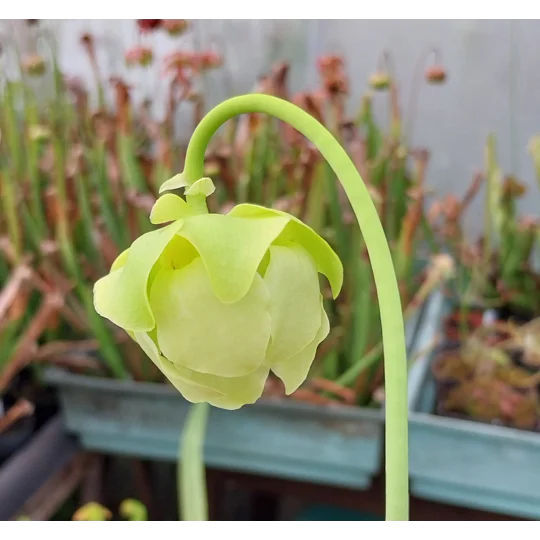Sarracenia purpurea subsp. purpurea f. heterophylla