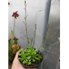Stylidium debile