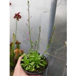 Stylidium debile