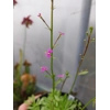 Stylidium debile