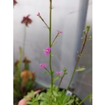 Stylidium debile