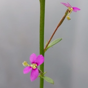 Stylidium debile