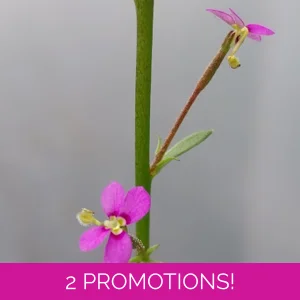 Stylidium debile