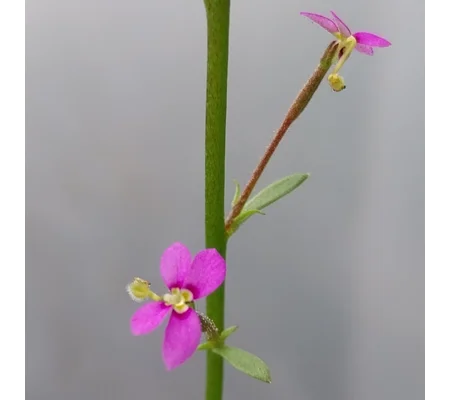 Stylidium debile