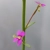 Stylidium debile