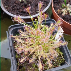 Drosera intermedia Trzin, Slo - 50 seeds
