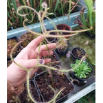 Drosera binata var. dichotoma GIANT