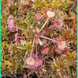 Drosera rotundifolia Pohorje..