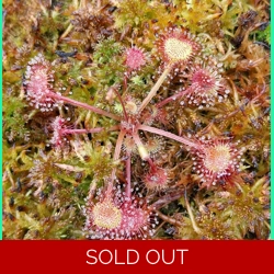 Drosera rotundifolia Pohorje..