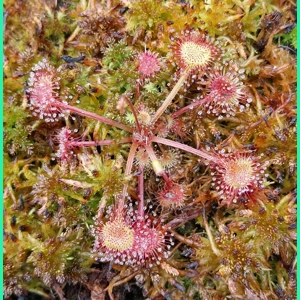 Drosera rotundifolia Pohorje..