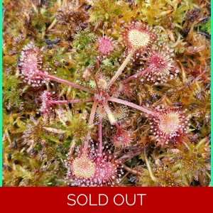 Drosera rotundifolia Po..