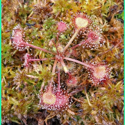 Drosera rotundifolia Pohorje, Slo, 50 SEEDS