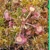 Drosera rotundifolia Pohorje, Slo, 50 SEEDS Drosera rotundifolia Pohorje, Slo, 50 SEEDS
