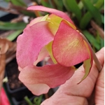 Sarracenia x michelliana x flava var. rugelii