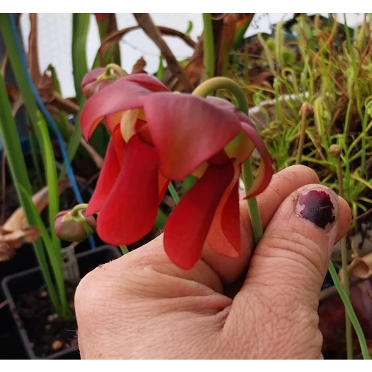 Sarracenia x wrigleyana 'SCARLET BELLE' (S. leucophylla x psittacina)