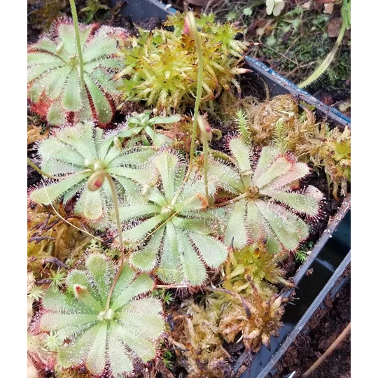 Drosera aliciae