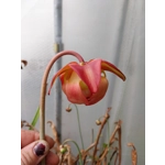 Sarracenia x mitchelliana BERND WEILBRENNER II