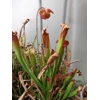 Sarracenia x mitchelliana BERND WEILBRENNER II