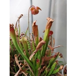 Sarracenia x mitchelliana BERND WEILBRENNER II