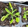 GREEN SAWTOOTH Dionaea muscipula