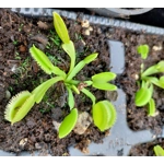 GREEN SAWTOOTH Dionaea muscipula