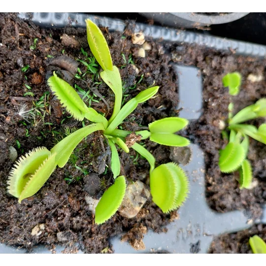 GREEN SAWTOOTH Dionaea muscipula
