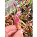 Sarracenia x wrigleyana 'SCARLET BELLE' (S. leucophylla x psittacina)